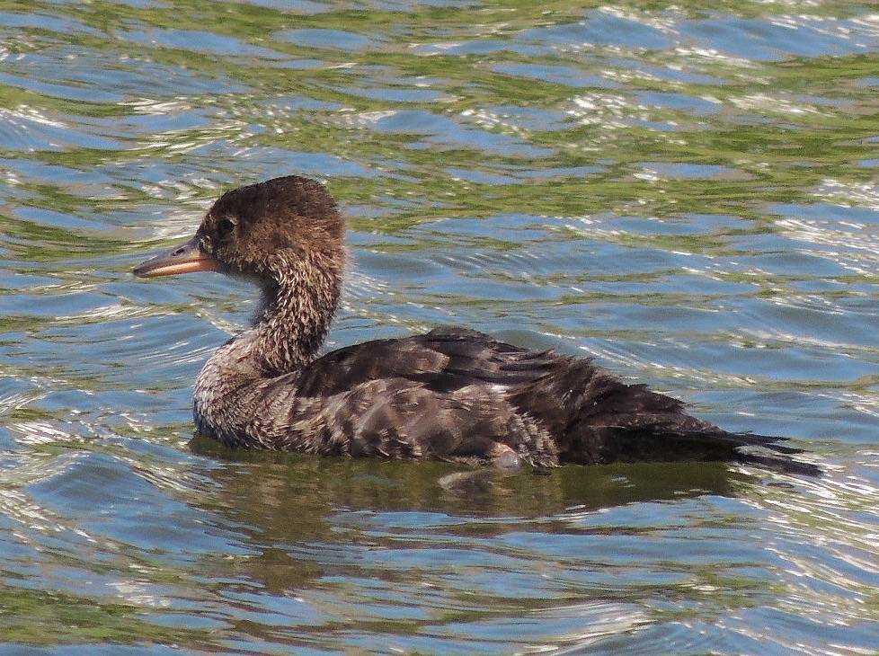 Hooded Merganser juvenile by Anita363 is licensed under CC BY-NC 2.0.